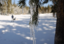 icicles along the trail